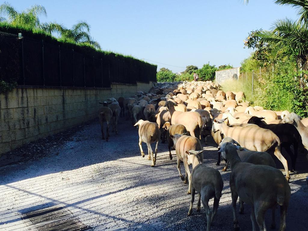 Cortijo Andaluz Acomodação com café da manhã Alhaurín el Grande Exterior foto